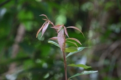 Elaeocarpus chinensis