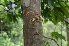Elaeocarpus chinensis