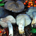 Midnight Entoloma - Photo (c) Christian Schwarz, some rights reserved (CC BY-NC), uploaded by Christian Schwarz