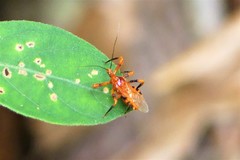 Sphedanolestes xiongi