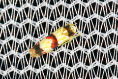 Erythroneura integra