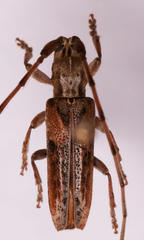Stenidea verticalis