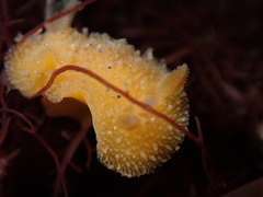 Thordisa bimaculata