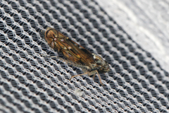 Scaphoideus pullus