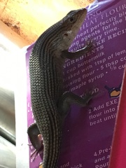 Trachylepis brevicollis
