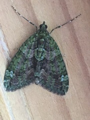 Chloroclysta siterata