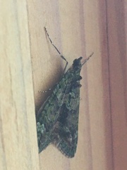 Chloroclysta siterata