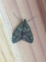 Chloroclysta siterata