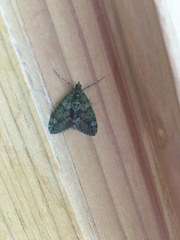 Chloroclysta siterata