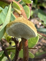Phylloporia amplectens