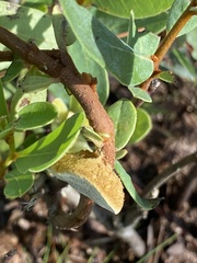 Phylloporia amplectens