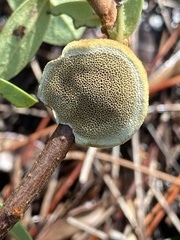 Phylloporia amplectens