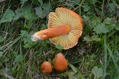 Hygrocybe intermedia