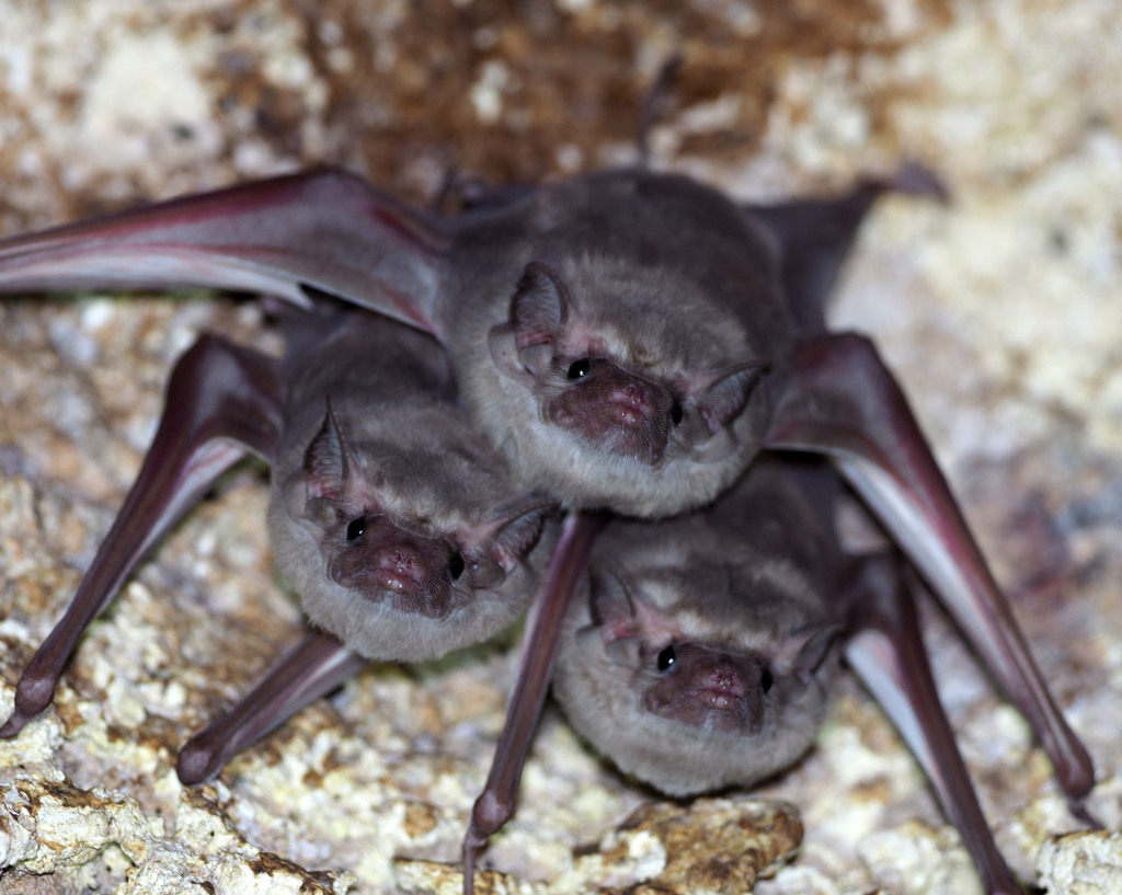 Hildegarde's Tomb Bat