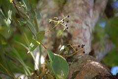 Viburnum hartwegii