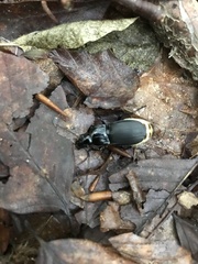 Abax parallelepipedus
