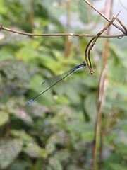 Aciagrion approximans
