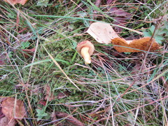 Suillus variegatus