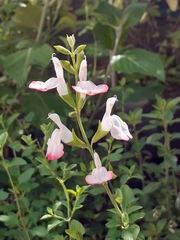 Salvia microphylla