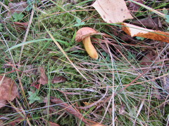 Suillus variegatus