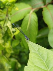 Aciagrion approximans