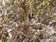 Pseudasthenes steinbachi