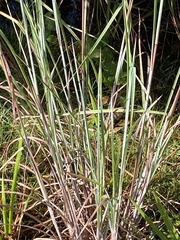 Andropogon cretaceus image