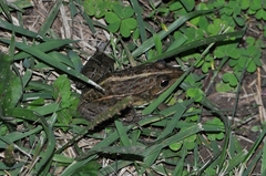 Pelophylax nigromaculatus