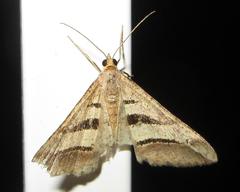 Chiasmia subcurvaria