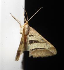 Chiasmia subcurvaria