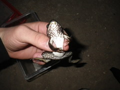 Lithobates catesbeianus