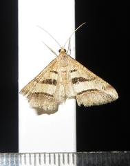 Chiasmia subcurvaria