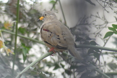 Columbina cruziana