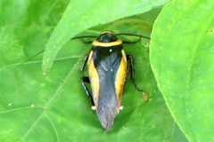 Hemithyrsocera vittata