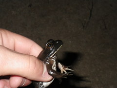 Lithobates catesbeianus