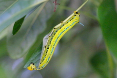 Macroglossum passalus