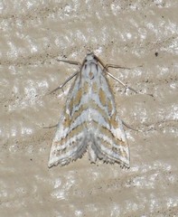 Leptosteges parthenialis
