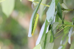 Macroglossum passalus