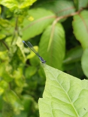 Aciagrion approximans