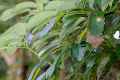 Macroglossum passalus