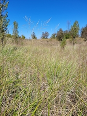 Sporobolus rigidus magnus