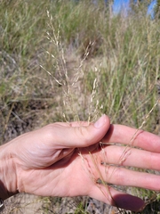 Sporobolus rigidus magnus