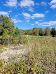 Sporobolus rigidus magnus