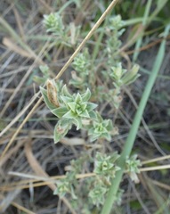 Oenothera humifusa