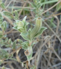 Oenothera humifusa