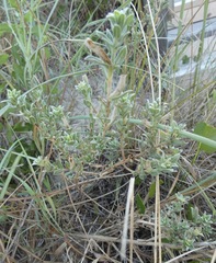 Oenothera humifusa