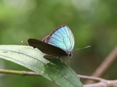 Arhopala eumolphus