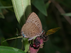 Arhopala eumolphus