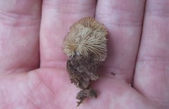 Crepidotus malachioides