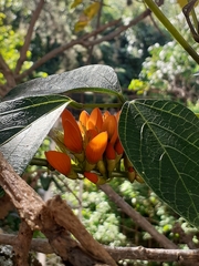 Erythrina edulis
